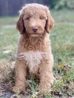 Ivy, a female Goldendoodle for sale in Canon, GA – 1 of 8