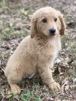 Lana, a female Goldendoodle for sale in Canon, GA – 6 of 7