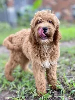 Bella, a female Goldendoodle for sale in Canon, GA – Photo 1 of 5