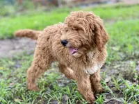 Bella, a female Goldendoodle for sale in Canon, GA – Photo 2 of 5
