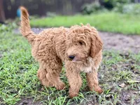 Bella, a female Goldendoodle for sale in Canon, GA – Photo 4 of 5