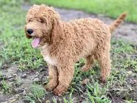 Bella, a female Goldendoodle for sale in Canon, GA – Photo 3 of 5