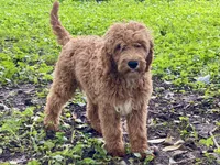 Bella, a female Goldendoodle for sale in Canon, GA – Photo 5 of 5