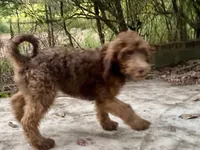 Isaac (sable), a male Goldendoodle for sale in Canon, GA – 9 of 10
