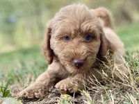 Jade, a female Goldendoodle for sale in Canon, GA – 7 of 9