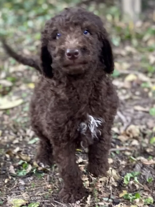 Iker (chocolate) – Goldendoodle puppy for sale in Canon, GA