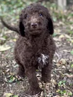 Iker (chocolate), a male Goldendoodle for sale in Canon, GA – 1 of 8