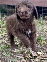 Iker (chocolate), a male Goldendoodle for sale in Canon, GA – 5 of 8
