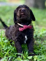 Gemma f1bb, a female Goldendoodle for sale in Canon, GA – 5 of 8