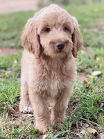 Jenna, a female Goldendoodle for sale in Canon, GA – 5 of 5