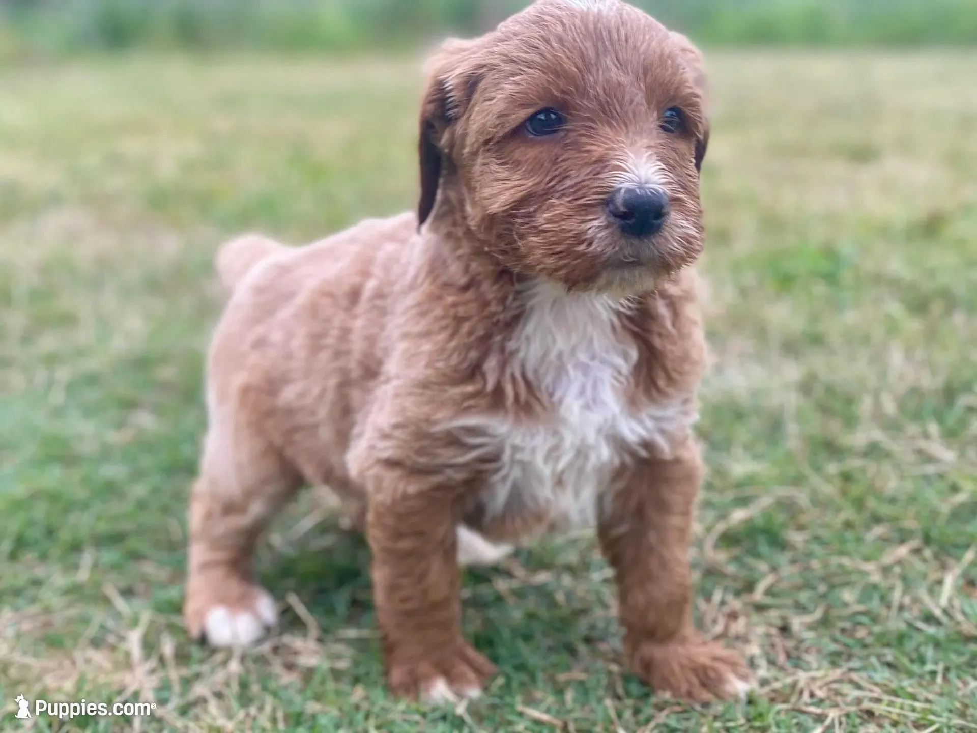 Finn (tuxedo), a male Goldendoodle for sale in Canon, GA – Photo 7 of 9