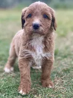 Finn (tuxedo), a male Goldendoodle for sale in Canon, GA – Photo 9 of 9
