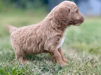 Finn (tuxedo), a male Goldendoodle for sale in Canon, GA – Photo 6 of 9