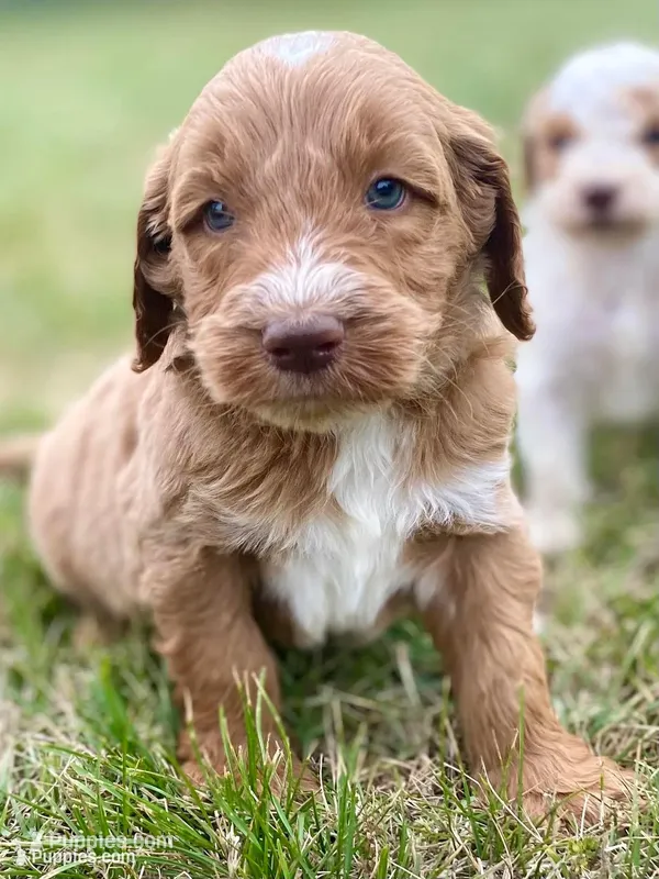 Finn (tuxedo) – Goldendoodle puppy for sale in Canon, GA