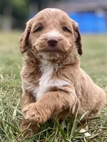 Finn (tuxedo), a male Goldendoodle for sale in Canon, GA – Photo 2 of 9