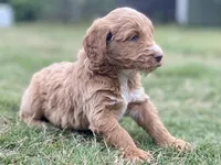 Finn (tuxedo), a male Goldendoodle for sale in Canon, GA – Photo 3 of 9