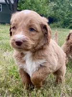 Finn (tuxedo), a male Goldendoodle for sale in Canon, GA – Photo 5 of 9