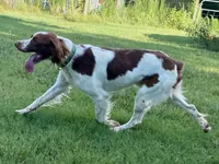Buck, a male Brittany for sale in Canon, GA – 7 of 10