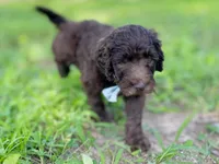 Grey F1bb, a male Goldendoodle for sale in Canon, GA – 4 of 9
