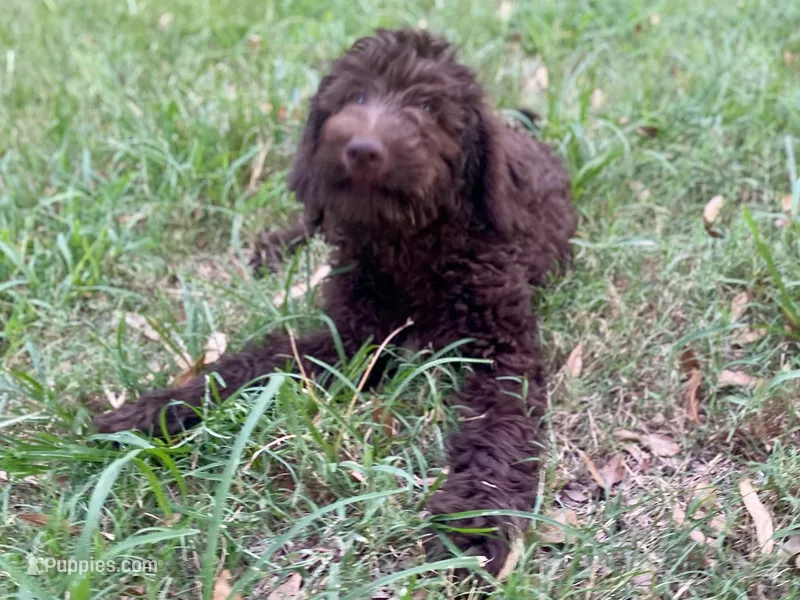 Gemma f1bb – Goldendoodle puppy for sale in Canon, GA