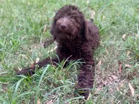 Gemma f1bb, a female Goldendoodle for sale in Canon, GA – 1 of 10