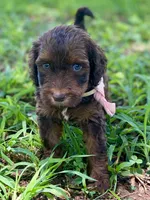 Isla (sable), a female Goldendoodle for sale in Canon, GA – 2 of 7