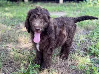 Grey F1bb, a male Goldendoodle for sale in Canon, GA – 1 of 9