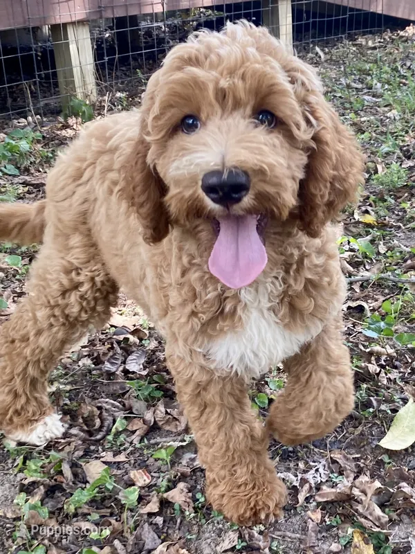 Hudson  – Goldendoodle puppy for sale in Canon, GA