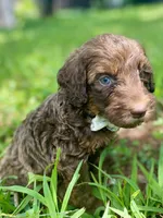 Isaac (sable), a male Goldendoodle for sale in Canon, GA – 6 of 10