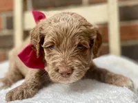 Hazel, a female Goldendoodle for sale in Canon, GA – 3 of 3