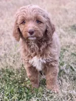 Evan, a male Goldendoodle and Labradoodle for sale in Canon, GA – Photo 2 of 5
