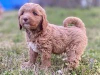 Evan, a male Goldendoodle and Labradoodle for sale in Canon, GA – Photo 4 of 5