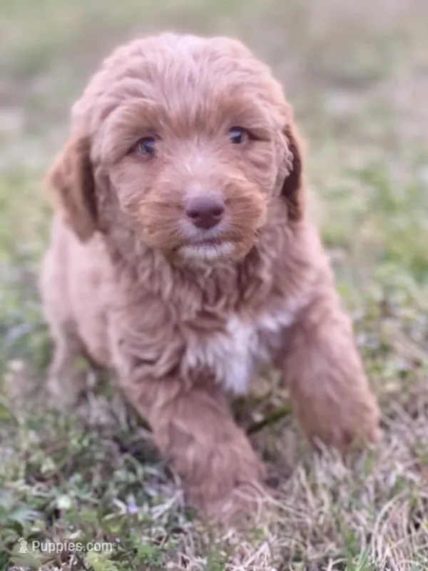 Evan – Goldendoodle, Labradoodle puppy for sale in Canon, GA