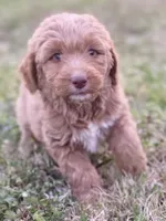 Evan, a male Goldendoodle and Labradoodle for sale in Canon, GA – Photo 1 of 5