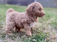 Evan, a male Goldendoodle and Labradoodle for sale in Canon, GA – Photo 5 of 5