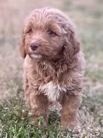 Evan, a male Goldendoodle and Labradoodle for sale in Canon, GA – Photo 3 of 5