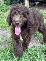 Grey F1bb, a male Goldendoodle for sale in Canon, GA – 8 of 9