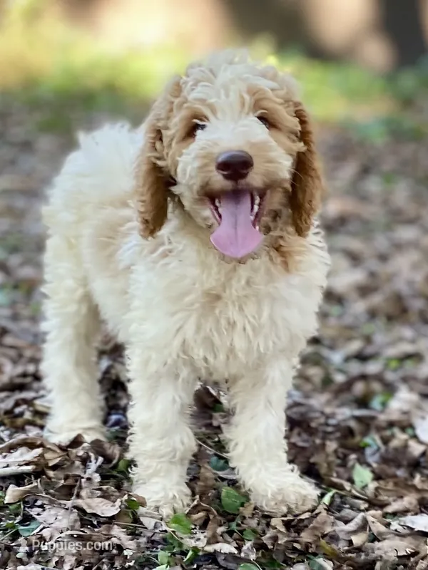 Jaxon – Goldendoodle puppy for sale in Canon, GA