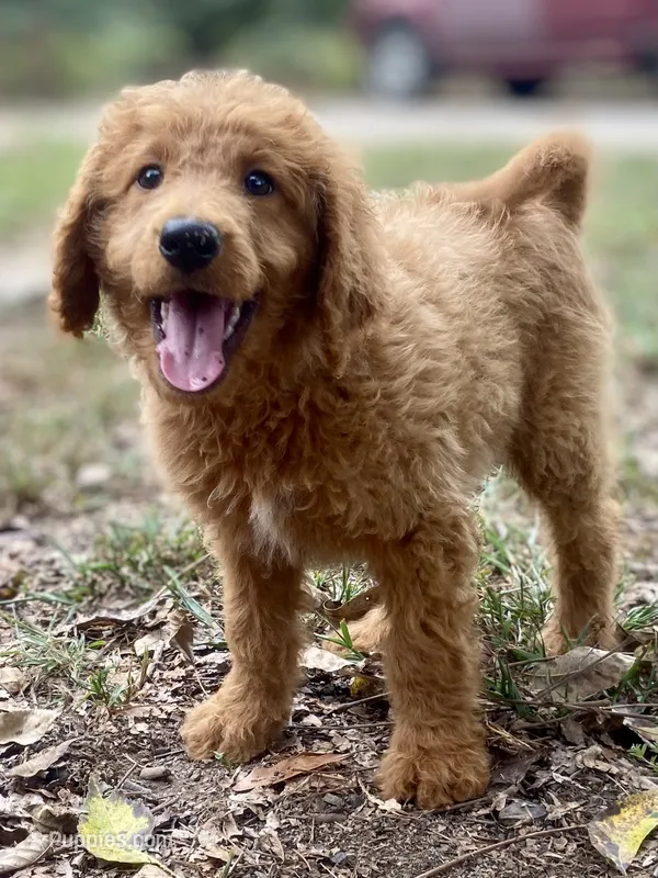 Leslie – Goldendoodle puppy for sale in Canon, GA