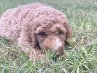 Harrison, a male Goldendoodle for sale in Canon, GA – 8 of 10