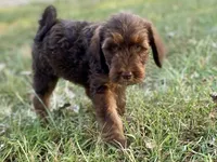 Isla (sable), a female Goldendoodle for sale in Canon, GA – 5 of 7