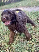 Indie (chocolate), a female Goldendoodle for sale in Canon, GA – 6 of 7