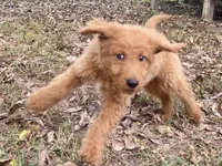 Leslie, a female Goldendoodle for sale in Canon, GA – 9 of 9