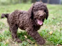 Joy chocolate, a female Goldendoodle for sale in Canon, GA – 7 of 8