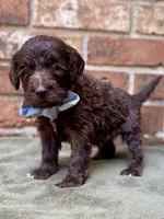 Grey F1bb, a male Goldendoodle for sale in Canon, GA – 6 of 9
