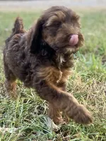Isla (sable), a female Goldendoodle for sale in Canon, GA – 3 of 7
