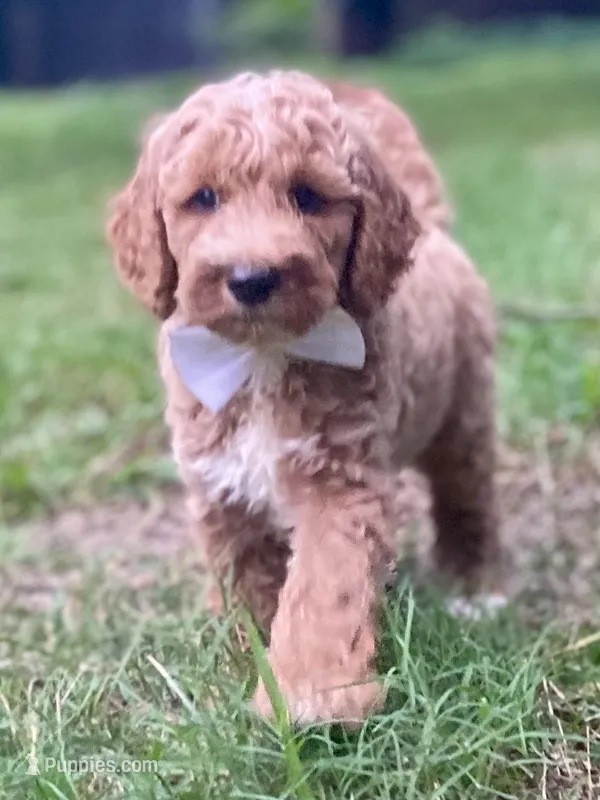 Hudson – Goldendoodle puppy for sale in Canon, GA