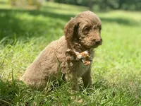 Ivy, a female Goldendoodle for sale in Canon, GA – 8 of 8