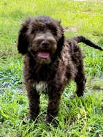 Graham F1bb, a male Goldendoodle for sale in Canon, GA – 7 of 10