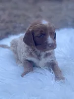 Lily, a female Goldendoodle for sale in Canon, GA – Photo 7 of 9